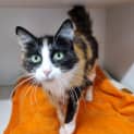 Photo of Sweetie
