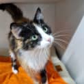 Photo of Sweetie