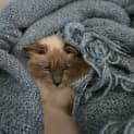 Photo of Biscuit 