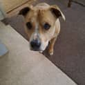 Photo of Cooper