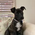 Photo of Bobbie B 4 Month Old Catahoula (Trial)