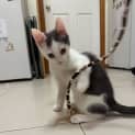 Photo of Meowth**2nd Chance Cat Rescue**