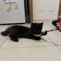 Photo of Jiggly Puff **2nd Chance Cat Rescue**