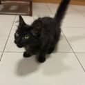 Photo of Jiggly Puff **2nd Chance Cat Rescue**