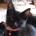 Photo of Alina (Pink Collar)