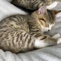 Photo of Soba