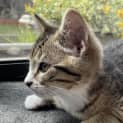 Photo of Somen