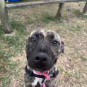 Photo of Trigger
