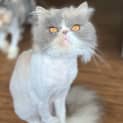Photo of Peggy Sue