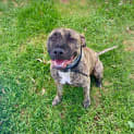 Photo of Trigger