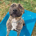 Photo of Trigger