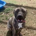 Photo of Trigger