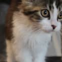 Photo of Banjo