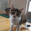 Photo of Banjo