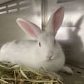 Photo of Kissy