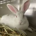 Photo of Kissy