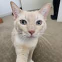Photo of Nala