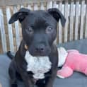 Photo of Atticus