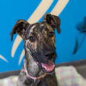 Photo of Lady