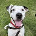 Photo of Dori