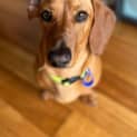 Photo of Ralph 1yo Mini Dachshund (On Trial 3/12/23)