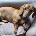 Photo of Ralph 1yo Mini Dachshund (On Trial 3/12/23)