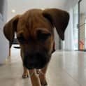 Photo of Lacey   10 Week Old Labrador X (Trial)