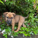 Photo of Lacey   10 Week Old Labrador X (Trial)