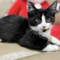 Photo of Bandit