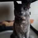 Photo of Luna