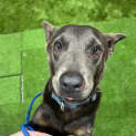Photo of Lacey