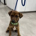 Photo of Lassie