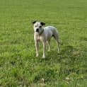 Photo of Ralph