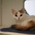 Photo of Tallulah