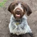 Photo of Hairy Paw Ter