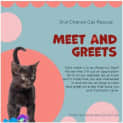 Photo of Jiggly Puff **2nd Chance Cat Rescue**