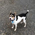 Photo of Ringo