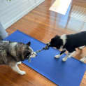 Photo of Tate   14 Month Old Border Collie X (Trial)