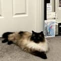 Photo of Coco (Was Maggie)