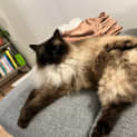 Photo of Coco (Was Maggie)