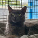 Photo of Ziggy