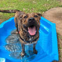 Photo of Bella