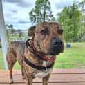 Photo of Bella