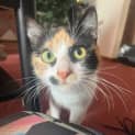Photo of Marble
