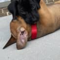 Photo of Zoe   10 Week Old Labrador X (Trial)