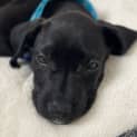 Photo of Zoe   10 Week Old Labrador X (Trial)