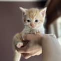 Photo of Peggy Sue