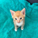 Photo of Dorito