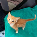 Photo of Dorito