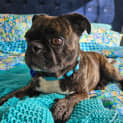 Photo of Bonnie   7 Year Old Boston Terrier X Pug (Hold)